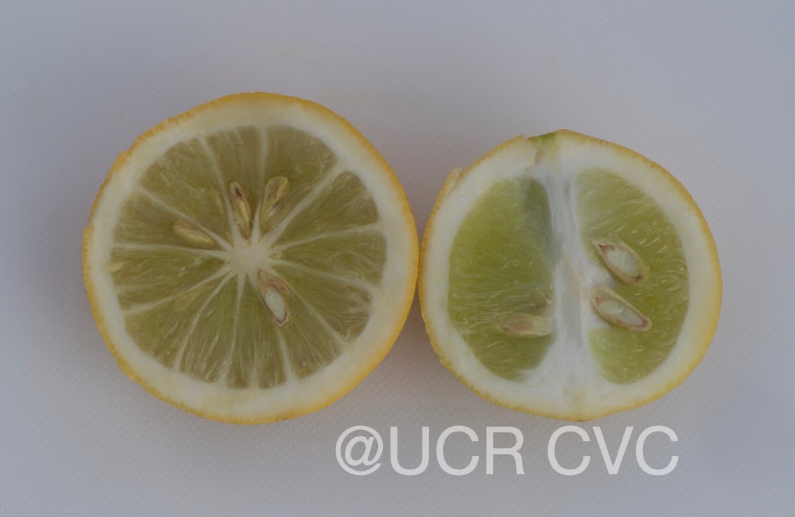 limon_real_lemon_hybrid_crc_2317_008.jpg