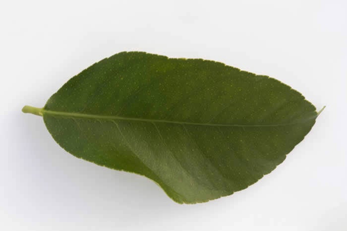 Limoneira 8A Lisbon lemon CRC 3501 008 leaf