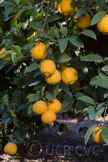 Limoneira rough lemon CRC 3834