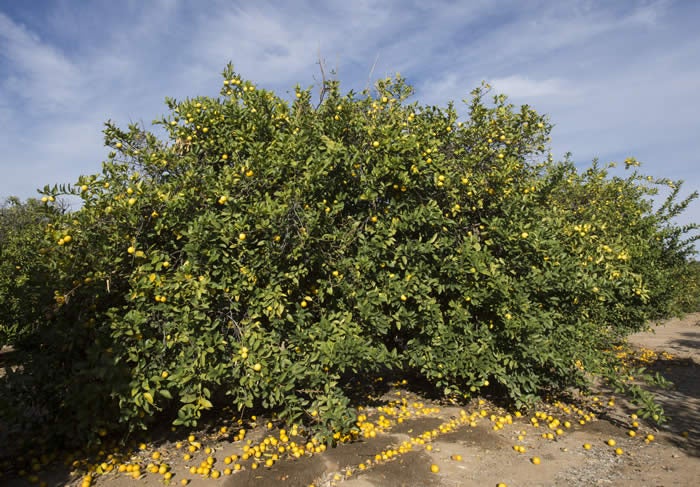 Limon Real CRC2371 003 tree with lots of lemons on the ground