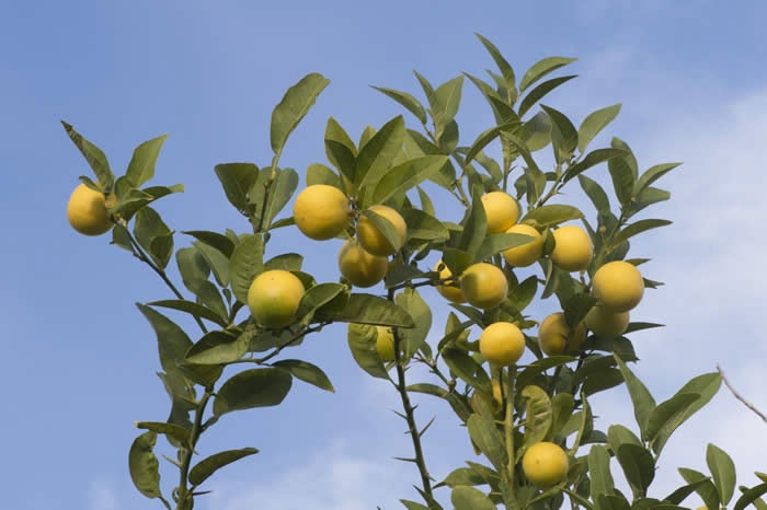 Limon Real | Givaudan Citrus Variety Collection at UCR