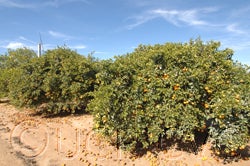 Kitchli sour orange hybrid cvc01_000.jpg