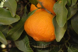 Kitchli sour orange hybrid cvc02_000.jpg