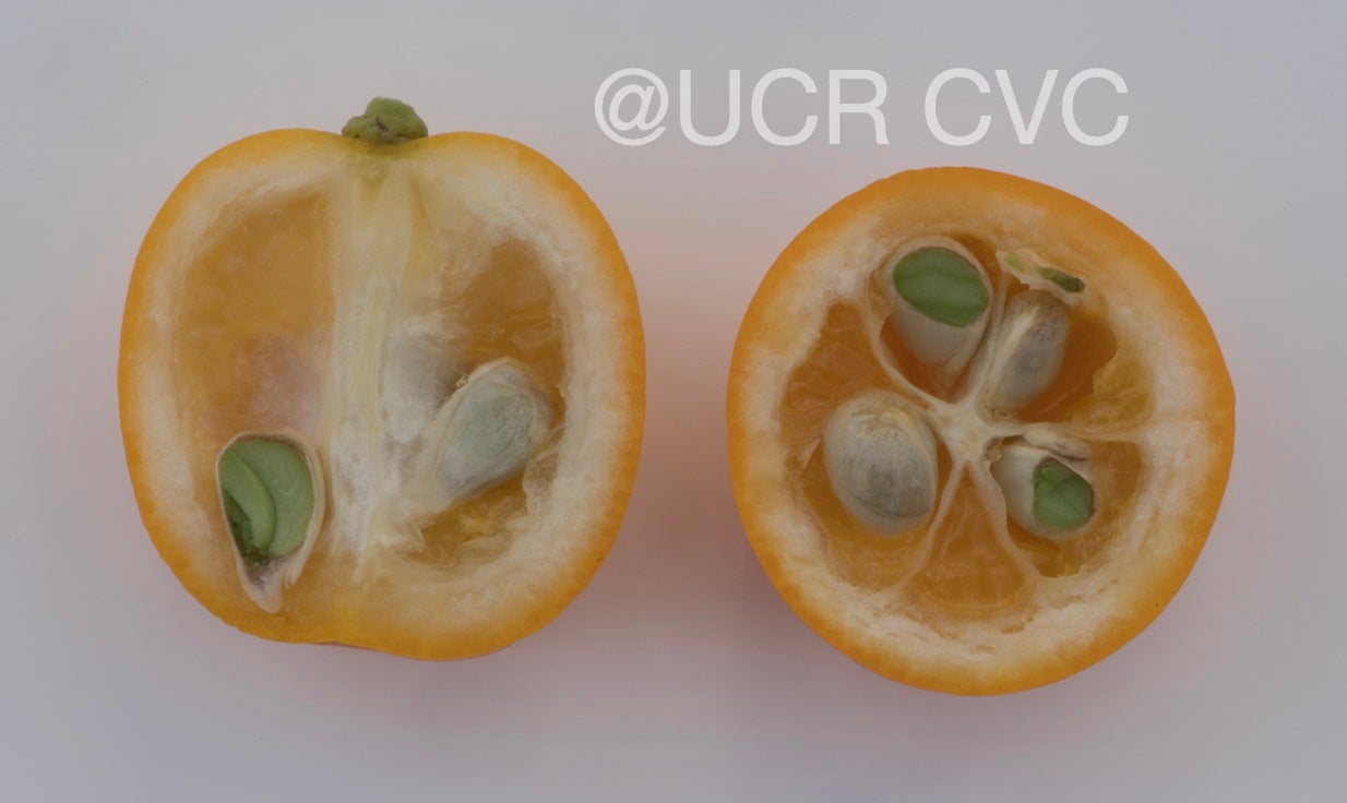 malayan_kumquat_hybrid_fortunella_polyandra_crc_3901_008.jpg