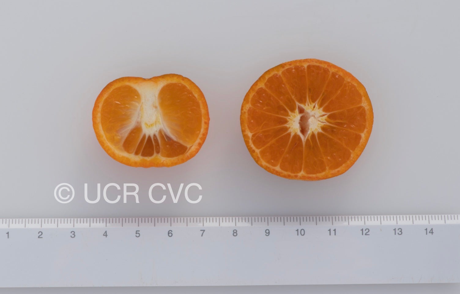 mihrio_mandarin_crc_4248_003.jpg