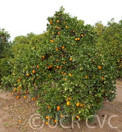 Newhall nucellar navel orange  Givaudan Citrus Variety Collection at UCR