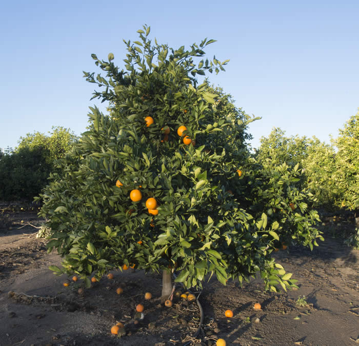 olindamcewenvalenciasweetorangecrc4230004