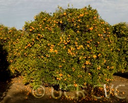 Orlando tangelo | Givaudan Citrus Variety Collection at UCR