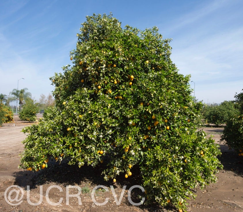 ovale_calabrese_sweet_orange_crc_3921_001.jpg