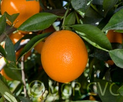 Navel Orange 4 Ea, 오렌지 4과