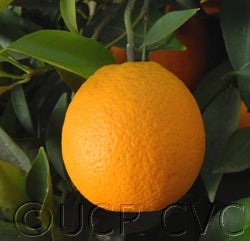 Valencia orange seedling paper rind 001_000.jpg