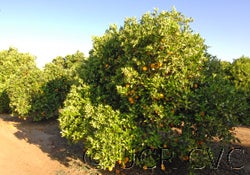 Valencia orange seedling paper rind cvc1_000.jpg