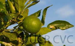 persianlimecrc4170002