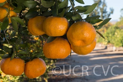 Citrus reticulata ponkanmandarincrc3812003.jpg