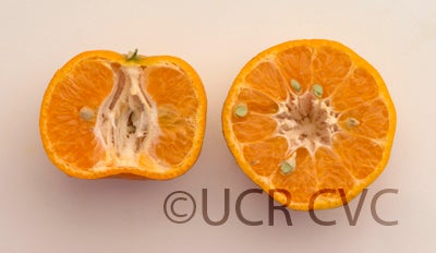 Citrus reticulata ponkanmandarincrc3812007.jpg