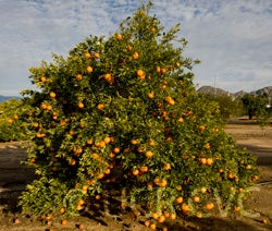 rubidouxmandarincrc4031001