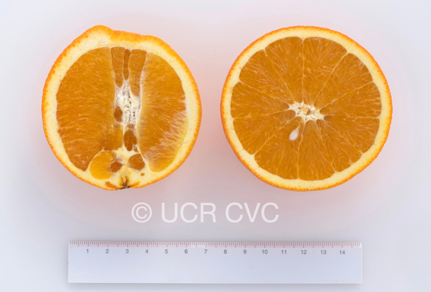 rush_ti_navel_orange_crc_4262_004.jpg