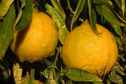 Willowleaf sour orange cvc03.jpg