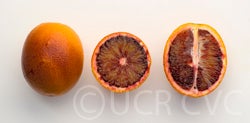 sanguinellibloodorange_crc3828_003