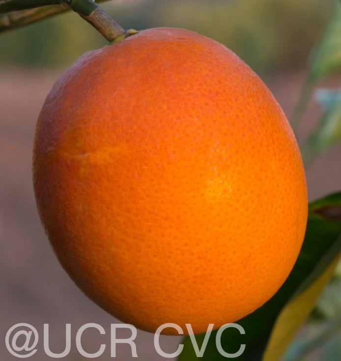 shahani_blood_navel_orange_rrut_477_013.jpg