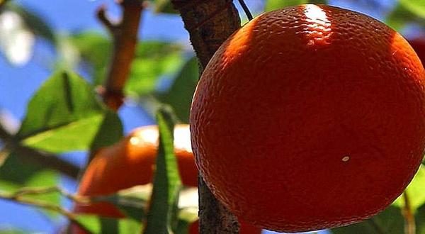 close-up of an orange on a tree (c) PIXNIO
