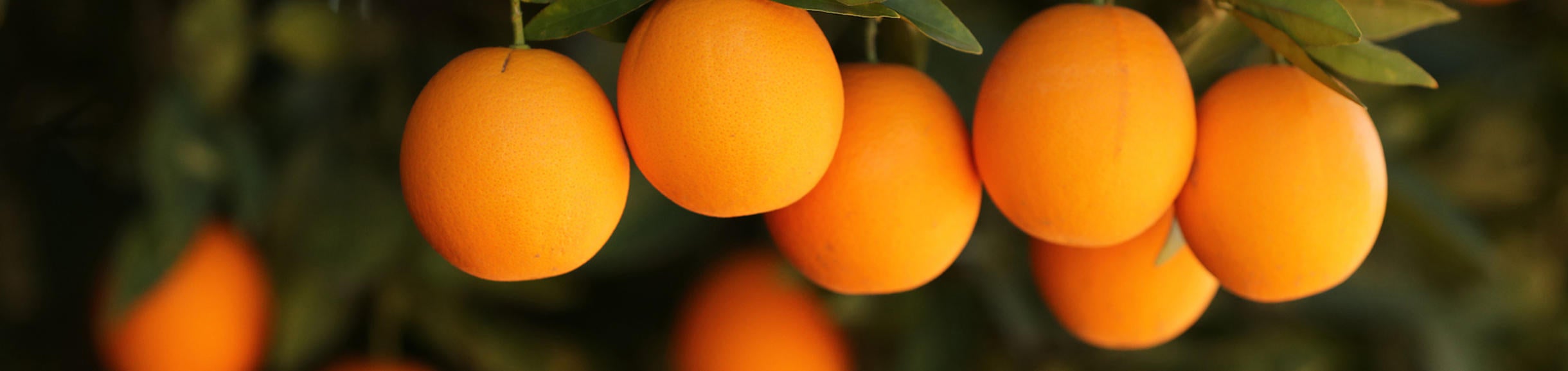 oranges in a tree (c) UCR/Stan Lim