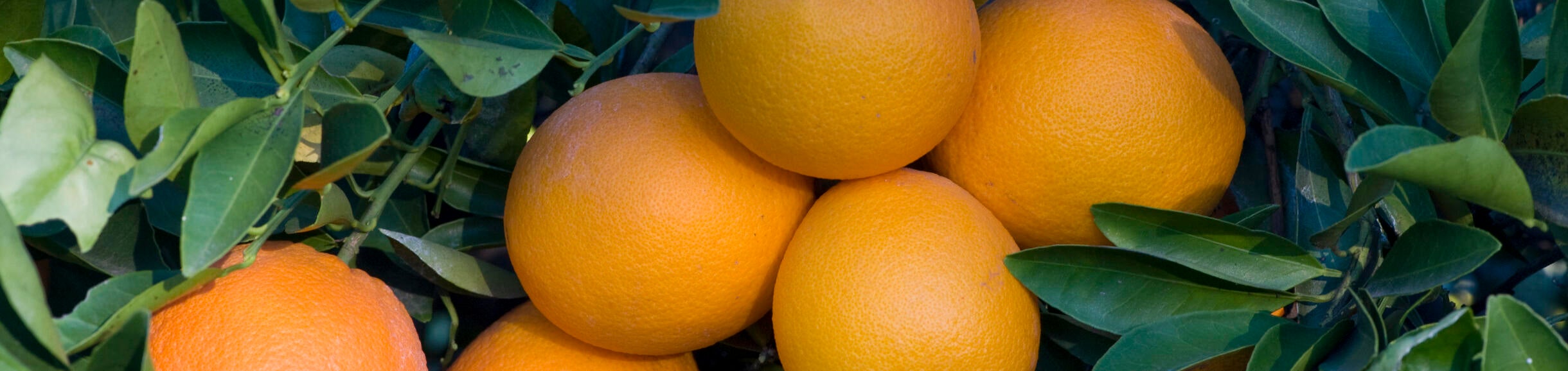 Geta Chèvre Mysore Orange