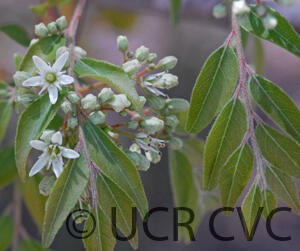 Bergera koenigii flower CRC3165033