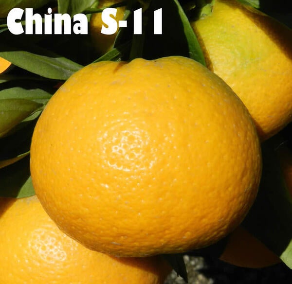 China S11 Satsuma mandarin crc4159001 Givaudan Citrus Variety