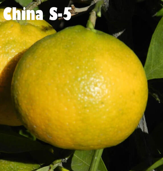 China S5 Satsuma mandarin CRC4153011 Givaudan Citrus Variety