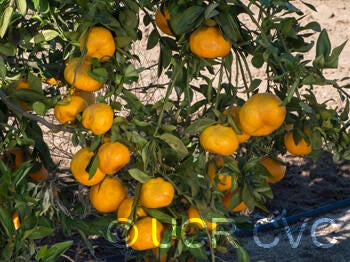 Iwasaki Satsuma mandarin