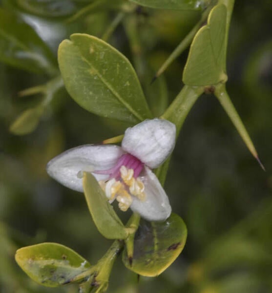 Microcitrus australasica CRC3664010