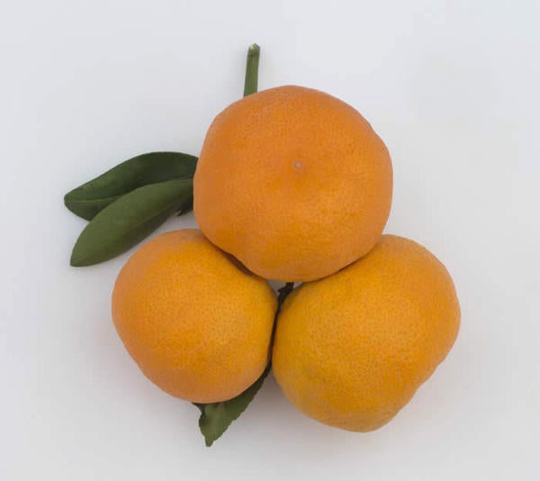 Lange 3 Satsuma mandarin CRC 4103 Givaudan Citrus Variety Collection