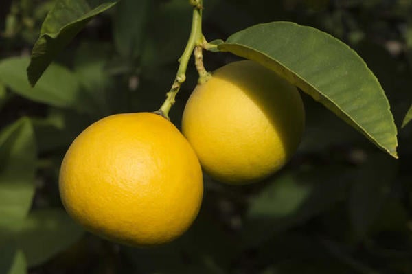 Limon Real CRC2371 007 lemons on the tree | Givaudan Citrus Variety ...
