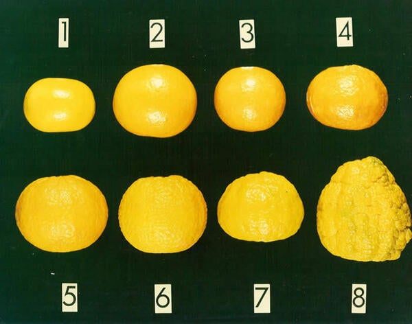 rind texture chart