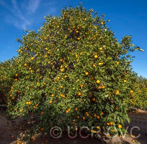 Wetumpka sweet orange crc2550001.jpg | Givaudan Citrus Variety ...