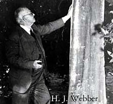 H.J. Webber with a tree