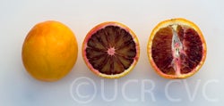 Tarocco 7 blood orange crc3596003.