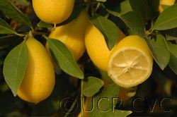 Tavares limequat 010_000.jpg