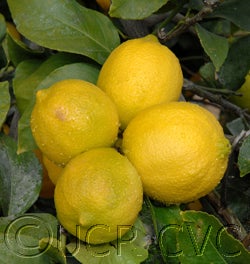 Taylor Eureka lemon 10.jpg