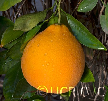 Tengu Pummelox Sweet Orange Hybrid crc3464004