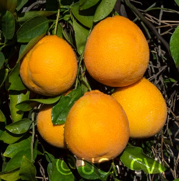 Tengu Pummelox Sweet Orange Hybrid crc3464005