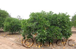 Tetraploid grapefruit cvc001