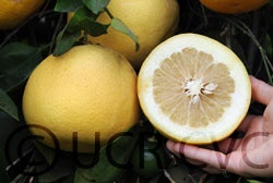 Tetraploid grapefruit cvc004