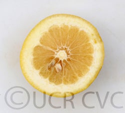 Tetraploid grapefruit cvc005