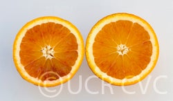 Thermal Tarocco blood orange crc4018002