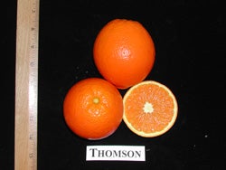 Thomson navel orange 3