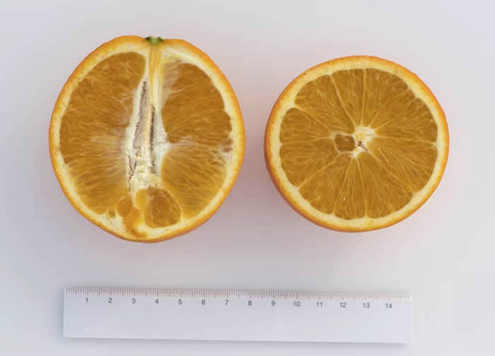 Thomson Navel Orange crc983003