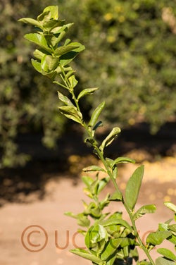 Thornless Mexican lime cvc2683002.jpg