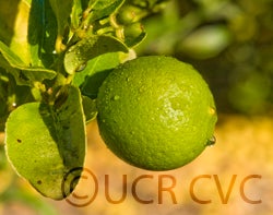 Thornless Mexican lime cvc2683005.jpg